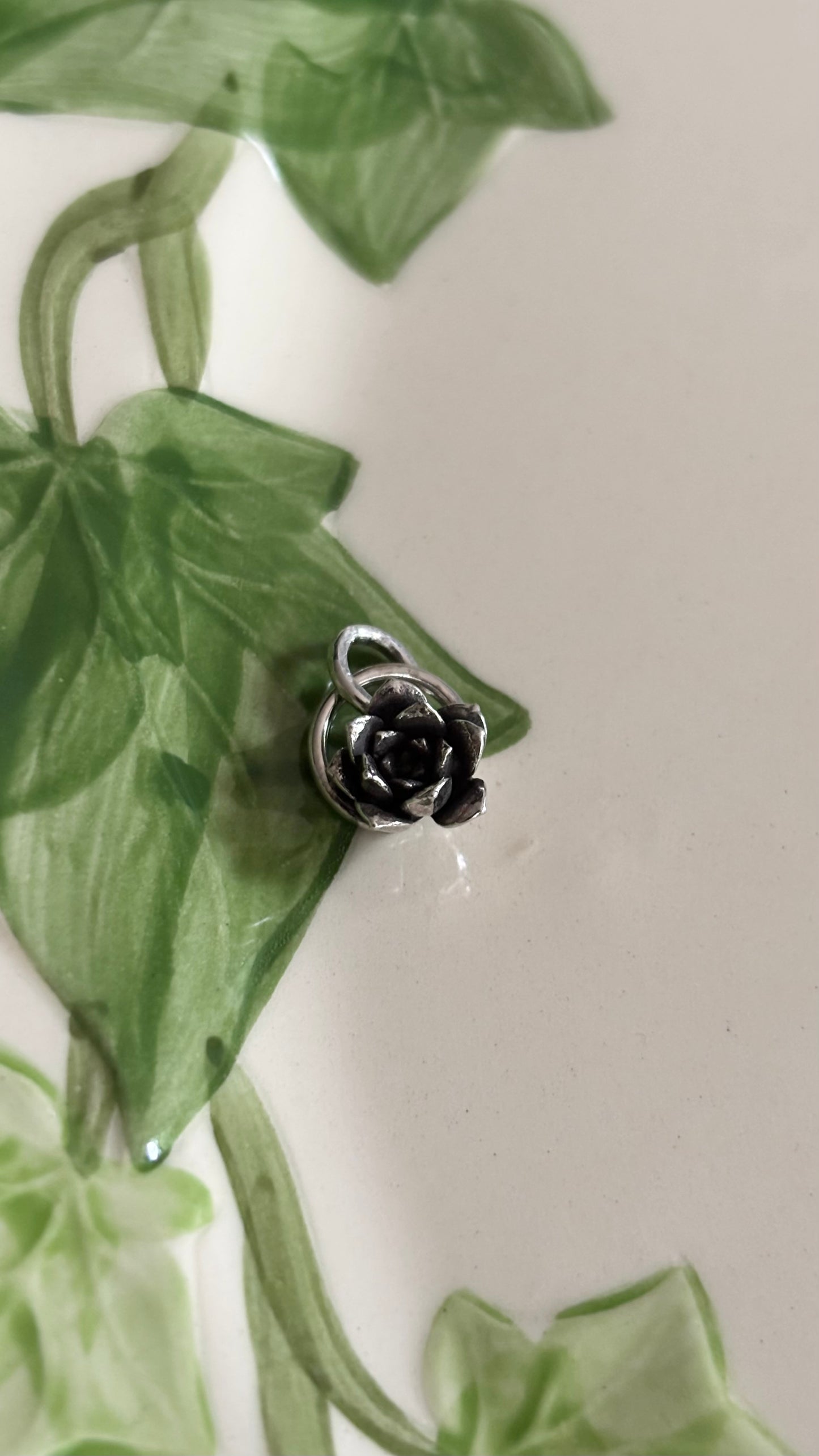 Charm- succulent