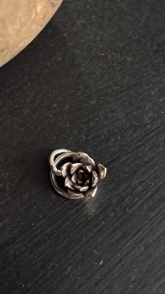Charm- succulent